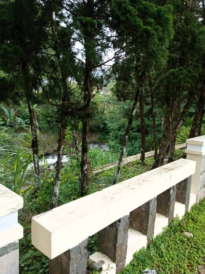 A concrete barrier with stone supports lines a path overlooking a lush, green valley. Thin trees with textured bark stand between the barrier and the valley, partially obscuring a small stream flowing through the dense vegetation. The scene captures a blend of natural beauty and constructed elements, offering a serene view of the landscape. The ground beneath the barrier is covered in small, green plants, enhancing the natural atmosphere.