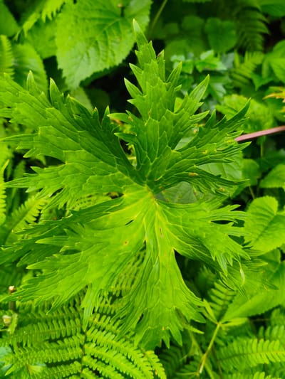 This is a close-up, vertical shot of a large, bright green leaf with serrated edges, dominating the center of the frame. The leaf is deeply lobed, with a prominent central vein and textured surface. Surrounding the main leaf is a dense background of various green foliage, including what appears to be ferns with their characteristic fronds. The lighting suggests it could be daytime, with no harsh shadows indicating direct sunlight. The overall impression is of a lush, natural setting, likely a forest floor or a shaded garden area. No people, objects, or text are visible in the image. The location context provided is Gusyra, Russia.