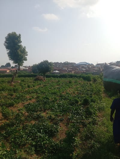The image captures a rural or semi-rural landscape in Gwagwa, Nigeria, under a hazy sky with sparse clouds. In the foreground, a field of lush green crops, possibly legumes or leafy vegetables, covers the reddish-brown soil. The plants are densely packed, with some bare patches of earth visible.

Dominating the mid-ground are two trees; one on the left is tall and slender with a trunk partially supported by a rock, and another on the right is shorter and bushier. Behind the trees, a pile of cut branches is stacked near the base of the right-hand tree.

In the background, a cluster of buildings forms a village or town. The structures are predominantly made of brick with corrugated metal or tiled roofs in varying shades of brown, red, and blue. Some buildings appear to be residences, while others might be commercial or public spaces. A large, dark, cylindrical object, possibly a water tank or a large sack, is positioned on the right side of the image, partially obscuring the view of the town.

On the far right edge of the image, a person wearing a dark blue robe is walking away from the camera, their back to the viewer. The scene suggests an agricultural setting adjacent to a populated area.