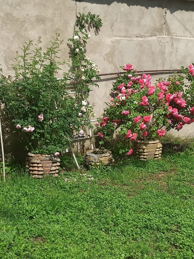 The image displays a vertical, outdoor scene with a concrete wall on the left and lush green grass on the right. A rose bush with vibrant pink blooms is prominent, climbing along the wall. Another smaller rose bush with white and pink flowers is also visible. Three decorative, rustic planters, appearing to be made of woven material and wood, are placed in front of the rose bushes, standing on the grass. The scene suggests a sunny day, likely in a garden or yard setting. There is no visible text in the image.