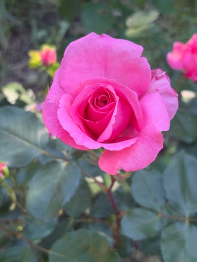 A close-up, top-down shot shows a partially opened, pink rose in sharp focus against a blurry background of leaves and other rose blossoms. The rose's petals are tightly packed in the center, gradually opening outwards. The leaves in the background are a muted green, out of focus, providing a contrast to the bright pink rose. The setting is likely a garden, suggested by the surrounding vegetation. No people are visible. The location is Brusen, Bulgaria.