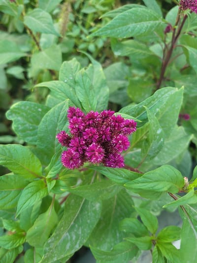 A close-up, vertical shot captures a vibrant cluster of small, deep pink flowers, their spiky florets forming a dense, textured bloom. These flowers are attached to a dark reddish-brown stem. The bloom is surrounded by large, elongated green leaves that are slightly muted in color, some exhibiting faint lighter green or whitish speckling. The background is a soft blur of more green foliage and stems, suggesting an outdoor garden environment. No people are visible in the image. The scene appears to be in Arabhana, Uzbekistan.