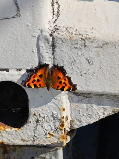 A butterfly with bright orange and black patterned wings rests on a weathered white surface. The surface appears to be metal, with areas of rust and peeling paint. A dark circular opening is visible to the left of the butterfly. The lighting suggests it is daytime, with shadows cast on the surface. The scene is located in Piskunovka, Russia.