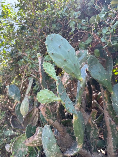 This media file is a close-up, vertically oriented photograph of a prickly pear cactus in Phú Lương, Vietnam. The cactus pads are a vibrant green, some appearing slightly weathered with lighter patches. Prominent sharp spines are visible, protruding from the edges and surfaces of the pads, as well as from the thicker, woody stems.
The cactus is situated within a dense tangle of foliage, with other green leaves and branches interwoven around it. The background is a blur of green and brown, suggesting a natural, possibly overgrown setting. Sunlight filters through the leaves, creating bright highlights and dappled light effects, hinting at a daytime scene, likely outdoors. There are no people or animals visible in the frame. The focus is entirely on the texture and detail of the cactus and its surrounding vegetation. No text is visible in the image.