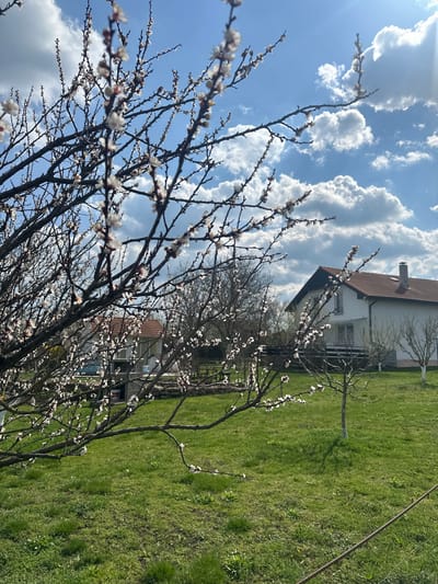 The image shows a blossoming tree in the foreground with a house and green lawn in the background. The sky is blue with fluffy white clouds. The location is likely in a rural or suburban area, potentially in Balkantsi, Bulgaria, given the prompt context. There are no people visible. The focus is on the tree's blossoms, suggesting a spring setting. The house is white with a brown tile roof. The lawn is green and appears well-maintained.