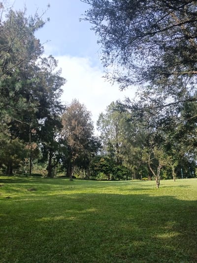 A lush green lawn occupies the foreground, bathed in sunlight. Tall trees surround the open space, framing the sky with a mix of dense foliage. A few wispy clouds are visible in the light blue sky. The scene evokes a peaceful, park-like atmosphere.