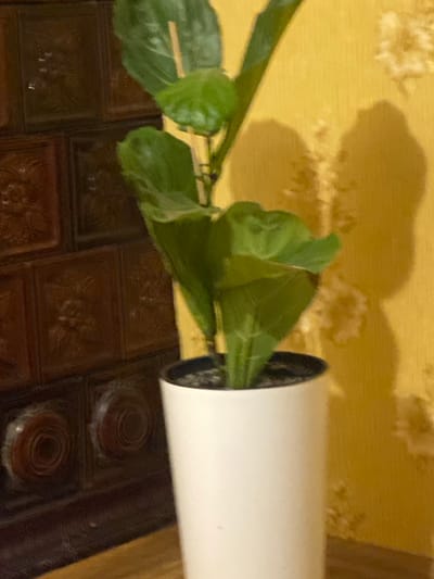 The image shows a potted plant with large green leaves in a white cylindrical pot. The plant is positioned in front of a textured yellow wall, on which shadows of the plant's leaves are cast. To the left of the plant is a section of what appears to be a tiled or paneled wall with a dark brown, possibly ceramic or tiled, surface. The tiles have a patterned design, with some appearing square and others having circular motifs. The scene is lit, casting distinct shadows. There are no people or animals visible in the image. The location is not specified as being in Ispas, Ukraine; this detail is extraneous to the visual content of the image.