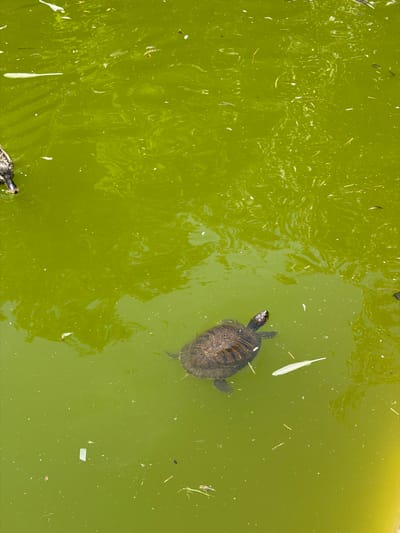 The image depicts a turtle swimming in a pond filled with green water. There is also a feather floating in the pond. The location is Krapina, Montenegro, judging by the prompt. The overall environment appears to be outdoors, potentially a park or garden. There are no people visible in the image.