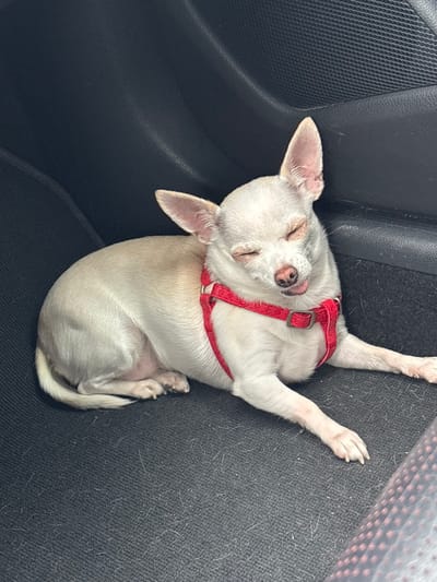 A small, cream-colored Chihuahua dog is resting inside a vehicle in Cherna Gora, Bulgaria. The dog is positioned on a dark gray carpeted surface, consistent with a car's floor or seat well. It wears a red fabric harness featuring a repeating light-colored paw print pattern. The dog's eyes are closed, and a small portion of its tongue is visible, protruding slightly from its mouth. Its front paws are extended forward, while its rear legs are tucked beneath its body. The background consists of dark, textured surfaces characteristic of a vehicle's interior trim. The carpet exhibits some light-colored particulate matter.