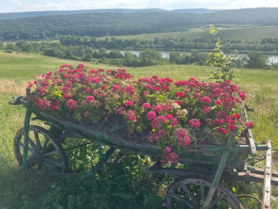 An old wooden farm cart filled with pink and red flowers sits in a grassy field. The cart has two large, weathered wooden wheels and appears to be rusted and aged. In the background, rolling green hills are covered with trees and a vineyard. A body of water, possibly a river or lake, is visible between the hills. The sky is a light blue with scattered clouds. The scene suggests a rural landscape, possibly in the city of Ulmu, Moldova, given the context. There are no people visible in the image.