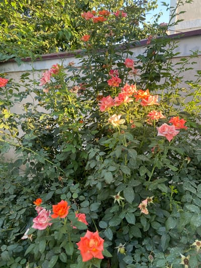 The image shows a rose bush with numerous pink and orange flowers and green leaves. The bush is growing against a light-colored wall, possibly a building, with a dark brown trim running vertically along the left side. The sky is visible in the upper left corner, suggesting an outdoor setting. The lighting suggests it is daytime, likely late afternoon given the warm tones and shadows. The roses appear to be in various stages of bloom, with some fully open flowers and others in bud or past their prime. Some of the leaves have a speckled appearance, which could be a natural variation or indicate a minor issue with the plant. The overall scene is natural and tranquil, depicting a common garden or outdoor plant. No people or animals are visible. The location is identified as Dashtabad, Uzbekistan.