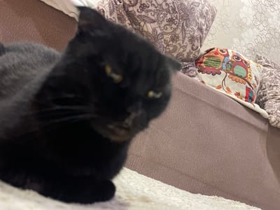 The scene depicts an indoor domestic environment located in Trudovoi, Russia. In the foreground, a black domestic cat is present, significantly out of focus. The cat is resting on a light-colored, textured, soft surface, likely a blanket or rug. Its yellow-amber eyes are partially visible, appearing to gaze slightly off-center. The immediate background features a sofa or bed covered in a plain, brown-mauve textured fabric. Positioned on this furniture are two distinct pillows: one large pillow with a beige background and a repeating brown paisley or floral pattern, and another smaller pillow with a cream background decorated with multiple colorful owl illustrations. Above the furniture, a section of a wall is visible, covered with light-toned wallpaper featuring a subtle, repeating floral or leafy design. No human subjects are visible.