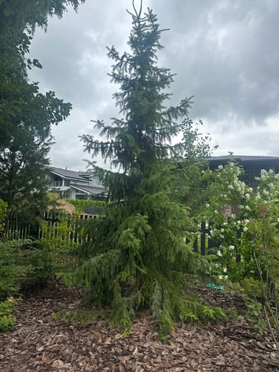 The image depicts a lush green spruce tree as the central focus, situated in what appears to be a garden or yard. The ground around the base of the tree is covered in wood chips, suggesting landscaping. To the left and right, other trees and shrubs are visible, with a blooming white-flowered bush to the right of the spruce. In the background, a modern, multi-story house with a dark roof and white trim is partially obscured by the trees and a black wooden fence. The sky above is overcast and gray. The scene is set in Uyut, Russia. There are no people visible in the image.