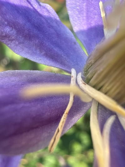 This is an extreme close-up macro photograph of a purple flower. The image is sharply focused on the flower's petals and stamen, with the background appearing softly blurred green foliage. The purple petals have a velvety texture and are catching the sunlight, creating highlights and shadows. The stamen, which are a pale yellow, are visible in the center and right of the frame, some appearing fuzzy. The image appears to be an outdoor shot, likely taken in a garden or natural setting. There is no indication of Baryshevo, Russia, or any human presence in the image.