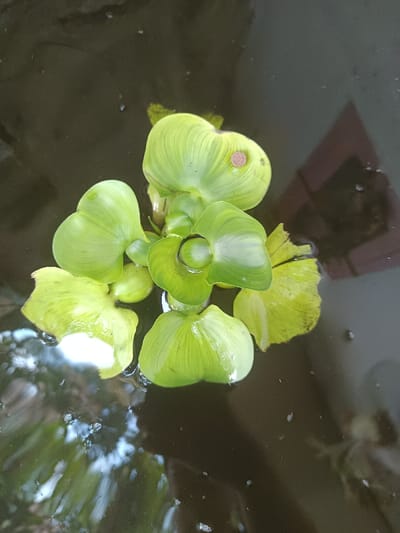 A close-up, top-down view captures a cluster of green water hyacinth (Eichhornia crassipes) plants floating on a dark, still body of water, reportedly in the city of Limbangan Sari, Indonesia. The central subject comprises approximately 6-8 distinct, heart-shaped to rounded leaves, predominantly light green with visible venation. Some peripheral leaves exhibit a yellowish tint or minor edge damage. A small, circular, reddish-brown object, consistent with a food pellet, rests on the surface of one of the larger leaves positioned towards the upper right within the cluster. The water's surface reflects bright, indistinct light sources in the lower-left quadrant and a dark, angular shape in the upper-right. Small particulates are visible on the water's surface. No human subjects or active interactions are present in the scene; the plants are stationary on the water.