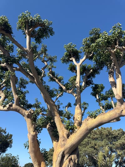 A low-angle shot depicts a tree with thick, light-colored bark and sparse green foliage against a clear, bright blue sky. The branches spread out in various directions, creating an intricate network. Other trees are visible in the background on the right, including a palm and pine. The location is most likely in the city of Newport Beach, United States of America.