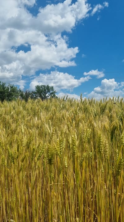 The image depicts a field of wheat under a bright blue sky dotted with fluffy white clouds. The wheat stalks are tall and a golden-green color, suggesting they are nearing harvest. In the background, a line of trees can be seen against the horizon, and several power lines stretch horizontally across the upper portion of the frame. The perspective is low, looking up through the wheat towards the sky, creating a sense of immersion in the field. There are no people or animals visible in the scene. This photograph was taken in the city of Mala Smilyanka, Ukraine.