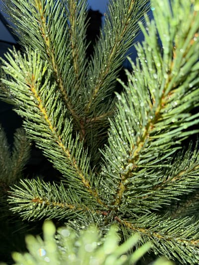 The image shows a close-up, macro view of pine needles. The needles are green and covered in small water droplets, suggesting they are wet, possibly from rain or dew. The background is dark and out of focus, with some bright, blurry bokeh effects, indicating artificial light or highlights. The focus is sharp on the needles, revealing their texture and the individual water droplets clinging to them. The overall impression is one of a natural element, possibly a Christmas tree branch given the context of Malmyzh, Russia, which is known for its Christmas tree cultivation. There are no people, text, or discernible events taking place; the image is a still life focusing on the detail of the wet pine needles. The time of day and specific weather conditions are not explicitly identifiable, but the dark background suggests it might be evening or night, or a shaded area. The location cues are limited to the pine needles themselves, which are common in forest environments.