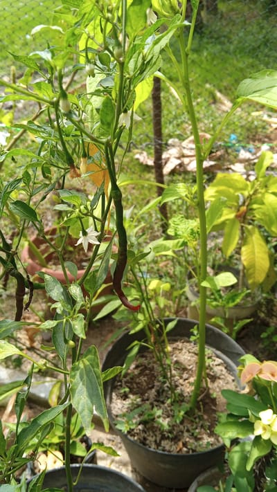 The image captures a close-up view of a chili plant in a pot, with a blurry background suggesting an outdoor setting in Cotgadong, Indonesia. The plant is lush green with several small white flowers and developing chili peppers, some of which are elongated and dark red. The chili peppers are hanging from the stems. The plant is situated in a black plastic pot filled with soil and some small weeds. In the background, other potted plants and a green mesh fence are visible, indicating a garden or yard. The lighting suggests it is daytime.