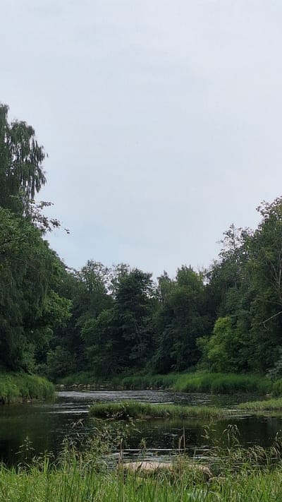 The image depicts a serene natural landscape characterized by a body of water, likely a river or a pond, winding through dense green foliage. The water's surface is partially covered with aquatic plants and reflects the overcast sky and surrounding trees. The banks of the water body are lined with lush green grass and reeds, with a backdrop of a thick forest composed of various deciduous trees. The sky is a uniform light gray, suggesting a cloudy or overcast day. The overall impression is one of tranquility and untouched nature. This scene is located in the Vālodzes region of Latvia, known for its verdant landscapes and natural waterways.