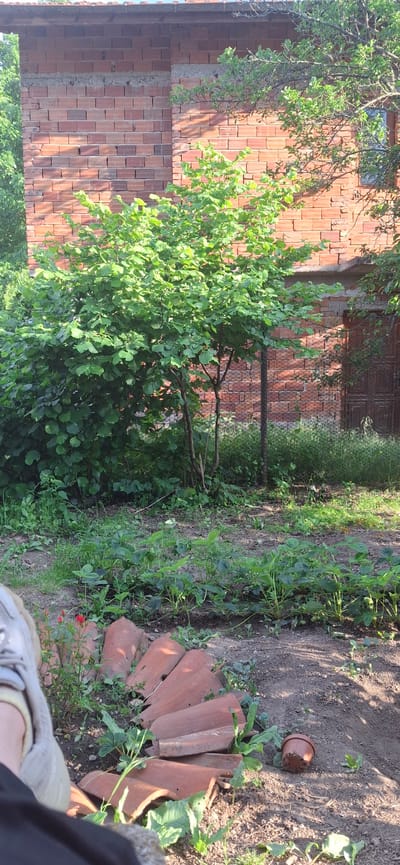 The image depicts a scene in Slokoshtitsa, Bulgaria, showing a brick building partially obscured by a tree with dense green foliage. The ground is covered in vegetation, including grass and leafy plants. A scattering of broken terracotta tiles and a small clay pot are visible on the ground. The overall impression is a somewhat overgrown garden or yard area next to a building under construction or renovation.