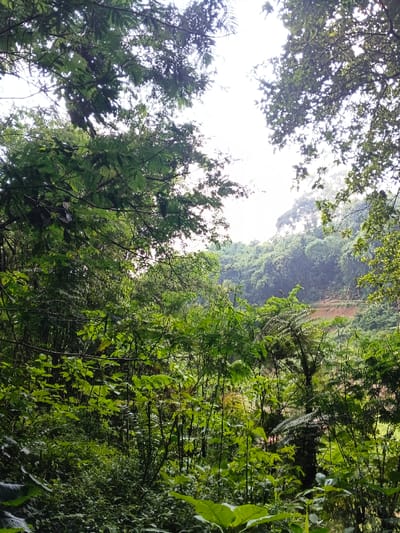 The image displays a dense, verdant natural landscape located within Desa Mburukulu, Indonesia. The foreground and midground are filled with a variety of green tropical foliage, including large-leafed plants, ferns, and numerous tree branches and stems. The upper portion of the frame shows a bright, overcast sky partially obscured by the tree canopy. In the background, a distant hillside covered in more vegetation is visible, featuring a distinct section of reddish-brown earth, possibly indicating a terraced area or clearing. No individuals, animals, or man-made structures are present in the scene.