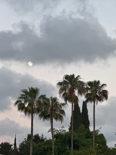 The image depicts a landscape scene with palm trees against a cloudy sky, possibly in Kfar Shmaryahu, Israel. Four palm trees are the most prominent feature, and they are positioned vertically from the bottom to the upper part of the frame. In the upper right quadrant of the image are several tall, thin trees that are darker in color than the palm trees. The sky, which takes up a significant portion of the image, is heavily clouded with varying shades of gray. The moon is visible through the clouds, in the lower left quadrant of the image. The image appears to be shot from a low angle, and the entire view is oriented vertically.