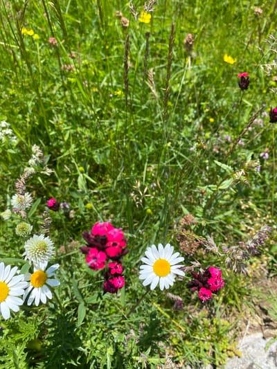 The image shows a close-up, eye-level view of a meadow in Javorje, Montenegro, on a bright, sunny day. The foreground is dominated by a variety of wildflowers and grasses, with a distinct focus on several daisy-like white flowers with yellow centers and some bright pink dianthus-like flowers. Other vegetation includes green grass, some dried stalks of grain, and various smaller, less distinct blossoms. The background is a blur of more greenery and scattered yellow wildflowers, suggesting a natural, uncultivated environment. No people are visible in the scene. The overall impression is one of natural beauty and a peaceful outdoor setting.