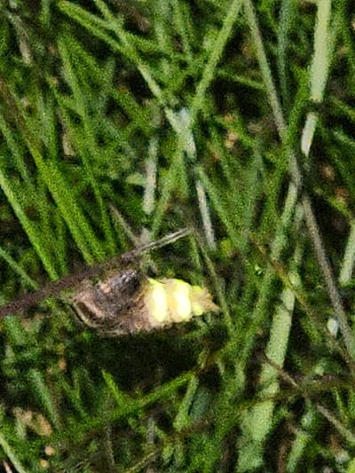 The image is a close-up, ground-level view of green grass. In the lower left quadrant of the image, a single firefly is visible. The firefly is emitting a bright yellow-green light from its abdomen. The rest of the image is filled with blades of grass, some of which are in focus and some are blurred. There are no people or other objects visible in the image. The location is the city of Kurovo, Russia.