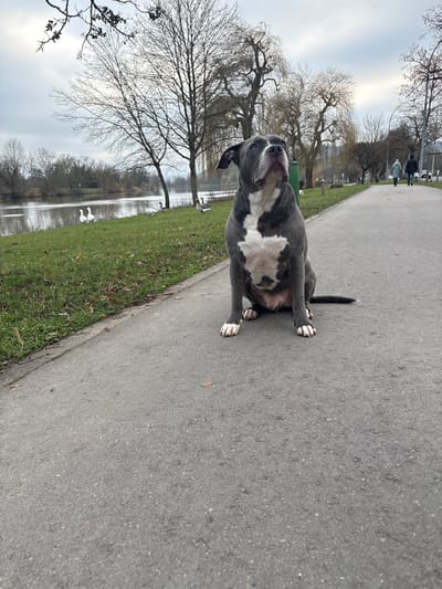 A grey and white American Bully type dog is seated on a dark grey paved path in Bech-Kleinmacher, Luxembourg, positioned centrally in the foreground. The dog, with predominantly grey fur, displays a distinct white blaze covering its chest, extending to its muzzle, and has white paws. It is looking upwards and slightly to the left. To the left of the path, a strip of green grass borders a calm, brown-toned river. On the far bank of the river, two white swans and two dark geese are visible. The river is bordered by numerous bare deciduous trees, indicating a cold season. The path also runs alongside more bare trees and leads into the background where two human figures are walking away from the camera. The sky is uniformly overcast and grey.