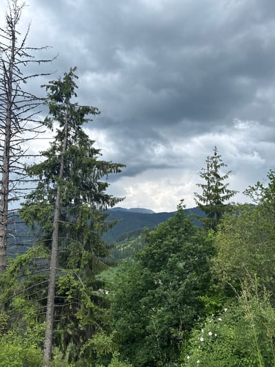 The image captures a panoramic view of a mountainous landscape under a dramatic, cloudy sky. In the foreground, two large evergreen trees dominate the left side of the frame. The tree on the far left is dead, its bare, skeletal branches stark against the sky, while the tree to its right is alive and green, with dense foliage and hanging branches. Between these trees and the background, a lush forest of various green trees covers rolling hills. In the distance, a range of darker, tree-covered mountains forms the horizon, with a visible telecommunications tower on one of the peaks. The sky is filled with heavy, dark gray clouds, suggesting an impending storm. The scene is located in the vicinity of Momchilovtsi, Bulgaria, characterized by its mountainous terrain and dense coniferous and deciduous forests. No people or specific actions are depicted in the image.