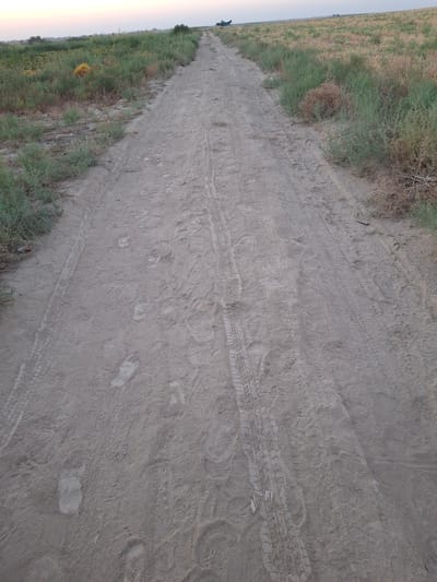 A dusty, unpaved road stretches into the distance, bordered by dry, overgrown vegetation. Tire tracks are visible in the dirt, suggesting recent vehicle activity. Footprints are also scattered across the surface of the road. In the far distance, a dark, tent-like structure can be seen on the horizon. The sky above is a pale, overcast gray. The scene appears to be in a rural or undeveloped area, possibly on the outskirts of Ko`kdala, Uzbekistan.