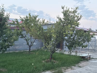 In Sardoba, Uzbekistan, a backyard scene unfolds under a cloudy sky. The foreground is dominated by a patch of overgrown green grass, dotted with a few scattered white and red flowers. Several trees with lush green foliage stand in the middle ground, one of which has a few small, round fruits. Behind the trees, a weathered, gray building with a red-tiled roof runs horizontally across the image. To the right, a rustic, rust-colored bathtub with a white interior rests on the concrete ground, connected to a pipe and faucet. A blue scaffolding structure is visible behind the bathtub. The overall impression is one of a rural, slightly unkempt residential area.