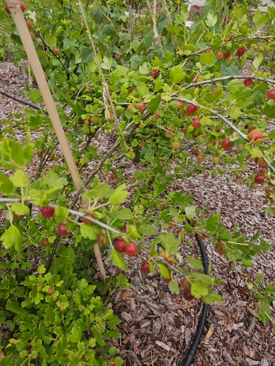 This is a high-angle, medium shot of a gooseberry bush in a garden setting. The bush is laden with ripe gooseberries, which are predominantly red with some showing hints of green and yellow. The berries are clustered along the branches, interspersed with green leaves that have a lobed shape. The ground beneath the bush is covered with wood chip mulch, and a black irrigation hose is visible running along the mulch. A light-colored wooden stake is also present, likely supporting the bush. The overall scene suggests a sunny day, suitable for gardening and harvesting. The location context provided is "Березка Снт (красногорский Р-н, Russia)". There is no visible text in the image.