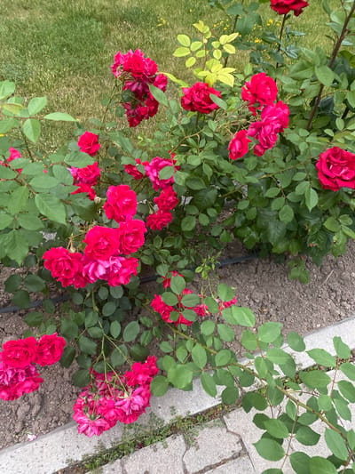 A close-up, eye-level shot captures a dense cluster of vibrant pink roses in bloom, situated in a garden area of Talas, Turkey. The roses, varying slightly in hue from deep fuchsia to lighter pink, are interspersed with lush green leaves and thorny stems. The plants are rooted in dark, earthy soil, with a scattering of small, yellow flowers and green grass visible in the background. To the right, a section of a pathway, composed of rough, grey concrete slabs, runs along the edge of the garden. A black irrigation tube is visible on the soil surface, indicating a maintained garden environment. No people or animals are present in the frame.