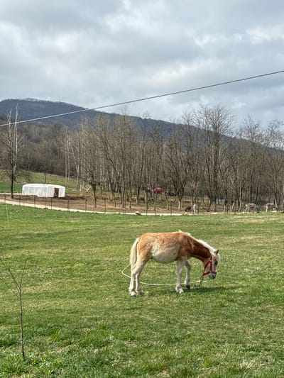 The image depicts an outdoor rural scene in Paracin Municipality, Serbia. In the foreground, a bi-colored pony, light brown on its body with cream-colored legs, mane, and tail, is shown grazing in a vibrant green grass field. The pony wears a red halter and has a white tether rope attached to its left front leg. A small, bare sapling stands in the lower-left foreground.
In the mid-ground, a dirt path curves from left to right, bordered by a simple wire fence with dark posts. Beyond the fence and path, a dense line of bare deciduous trees extends across the mid-background. A white, semi-cylindrical greenhouse structure is visible to the left of the tree line. Further in the background, several donkeys, including one distinctly light-colored, graze in an open area at the base of tree-covered hills. The sky above is overcast with varying shades of grey clouds. A thin, dark cable spans horizontally across the upper portion of the frame.