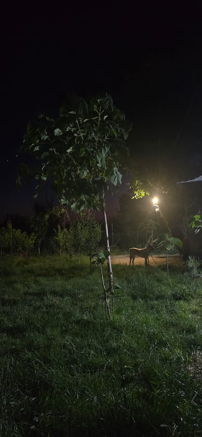 The image depicts a nighttime scene in a grassy outdoor area, likely in the city of Kalchevo, Bulgaria. A young tree with large leaves stands prominently in the foreground. In the mid-ground, illuminated by a bright outdoor light, a tan-colored dog is tethered with a chain to a post. The dog is standing on a dirt path, facing towards the left of the frame. The environment includes more trees and vegetation, with a fence visible in the background. The overall lighting suggests artificial illumination from the outdoor lamp.
