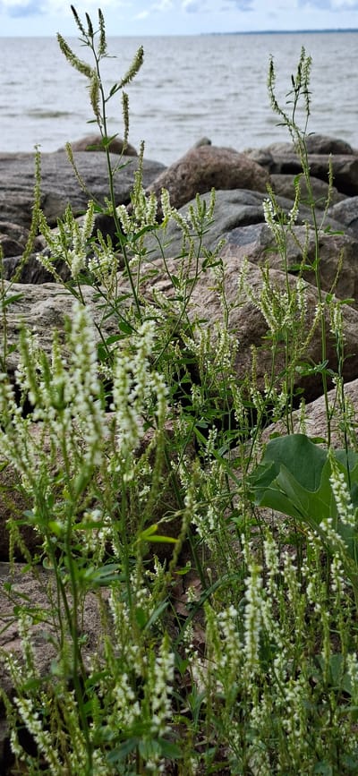 In Valgeranna, Estonia, a cluster of white wildflowers, likely sweet clover, is in bloom along a rocky shoreline. The plants, with their delicate white blossoms arranged in slender spikes, stand tall against a backdrop of weathered grey and brown stones. Beyond the rocks, the calm, grey water of the sea stretches to the horizon under a cloudy sky. The scene is natural and serene, focusing on the resilience of vegetation against the harsh elements of the coast.