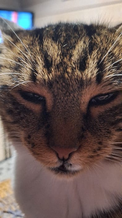 A close-up shot features the face of a tabby cat with its eyes mostly closed. The cat's fur is a mix of brown and black stripes, and the nose has a pinkish hue. White fur is visible on the cat's chest. The image is slightly angled, focusing on the cat's snout and facial features. In the background, a blurred television screen can be seen.