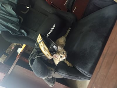 A tabby kitten with wide green eyes peers out from the folds of dark fabric, possibly jeans, on a black office chair. The kitten's tail, also striped, is visible behind it. A yellow and white patterned strap is draped over the fabric. The chair is positioned near a wooden desk, and a dark green garment hangs from the armrest of the chair. The background shows shelves with various items and a wooden surface. The image appears to be taken indoors, in a domestic or office setting.