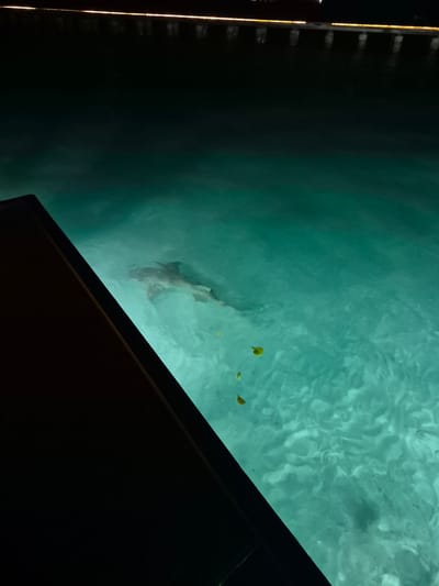 The image depicts an underwater scene, presumably taken from a viewing area in Bodufolhudhoo, Maldives. Clear, turquoise water allows for a view of marine life. A shark is visible beneath the surface, appearing to swim. The top of a dark, possibly wooden, structure frames the bottom right portion of the image, and a dimly lit area on the left edge suggests the presence of a walkway or dock. Yellowish debris floats on the water's surface.
