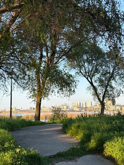 The image captures a serene outdoor scene, likely a park or promenade, viewed during the late afternoon or early evening. The overall composition features natural elements juxtaposed with distant urban architecture.
In the foreground and to the left, several large, mature trees dominate, their intricate branches and green foliage filling a significant portion of the frame. The leaves appear dense, and sunlight filters through the canopy, creating dappled light and shadow.
A paved path or road meanders from the bottom of the image towards the top, curving gently to the right. Lush, vibrant green grass borders both sides of the path, bathed in warm, golden light. Long, distinct shadows stretch across the path and the grassy areas, indicating a low sun angle characteristic of sunset or sunrise. A slender, dark pole, possibly a lamppost, stands near the path on the left.
In the mid-ground and background, beyond the path and grass, a body of water is visible, reflecting the clear, light blue sky above. The far bank of the water features what appears to be dried reeds or marshy vegetation. Across the water, a cityscape rises, composed of numerous multi-story buildings with light-colored, possibly yellowish or beige, facades. These buildings line the distant shore, suggesting an urban area separated by the water. The sky is clear and cloudless.
No people or explicit activities are visible, lending a peaceful and tranquil atmosphere to the scene. The warm lighting and long shadows are notable details, defining the time of day. This landscape is situated in Constanța, Romania, likely along its waterfront, offering a view of both nature and urban development. No visible text is present.