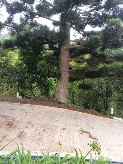 The image depicts an outdoor scene dominated by a large conifer-like tree, its textured brown trunk central and its dense green foliage and branches extending across the upper frame. The tree exhibits clustered, ball-like formations of green foliage among its branches, suggesting a specific species or growth pattern, possibly with epiphytes.
In the foreground, a light gray paved surface, likely concrete, slopes downwards from left to right. This surface has a ribbed texture and is scattered with dark brown organic debris, possibly leaves or pine needles. A thin yellow line marks the edge of the paved surface near the base of the tree.
Along the immediate bottom edge of the frame, vibrant green leafy plants are visible. To the right, a single tall stem with a cluster of green seed pods or developing flowers rises from these plants.
The area around the tree's base and extending into the background is densely covered with various green foliage, indicating a forest or heavily vegetated environment. Two light-colored, short, cylindrical posts are visible at the edges of the paved area: one on the left near the tree's base, and another on the far right, further down the slope.
The sky is visible through the tree canopy in the upper portions of the image, appearing bright and overcast. No people, animals, or artificial structures other than the paved path and posts are discernible. The specific location in the city of Tah, Vietnam, cannot be independently verified from the visual content of the image.