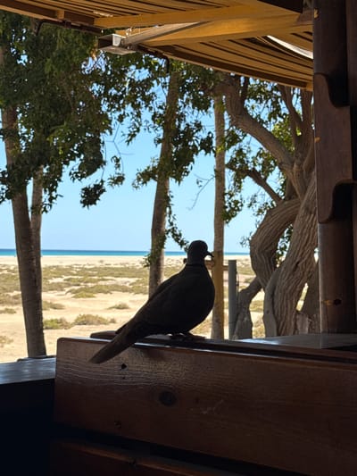 The image presents an outdoor scene viewed from within a shaded, rustic wooden structure, rotated 90 degrees clockwise from a conventional upright perspective. In the foreground, a dark silhouette of a bird, resembling a dove or pigeon, is prominently featured. It is perched on a thick wooden beam on the right side of the frame, facing away from the viewer and looking out towards the bright landscape.
The foreground is dominated by various wooden architectural elements, including the beam the bird rests on, and other slats and structures on the left, suggesting a balcony, railing, or a part of a building's exterior. These wooden components are in deep shadow, providing a strong contrast to the sunlit environment beyond.
Through the opening of the structure, a vibrant coastal scene unfolds. Several trees with characteristically gnarled trunks and lush green foliage stand in the mid-ground, silhouetted against a clear, bright blue sky. Beyond the trees, a wide expanse of sandy beach or dunes is visible, leading to a calm, light blue ocean stretching to the horizon.
The image captures a serene moment on a clear, sunny day, likely midday or afternoon, given the bright illumination. The strong interplay of light and shadow, combined with the natural elements and the bird as a focal point, creates a tranquil atmosphere. The setting evokes a warm, coastal environment, consistent with the specified location of Pájara, Spain. No discernible text is visible in the image.