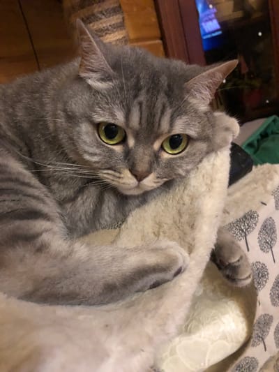 The image shows a close-up of a grey tabby cat resting on a fluffy white surface. The cat's eyes are a bright green and it is looking towards the camera with a slightly downturned expression. Its fur is striped and appears soft. The background is out of focus, but suggests an indoor setting with wooden elements and some greenery. The scene is static and peaceful, with the cat appearing comfortable and relaxed.
