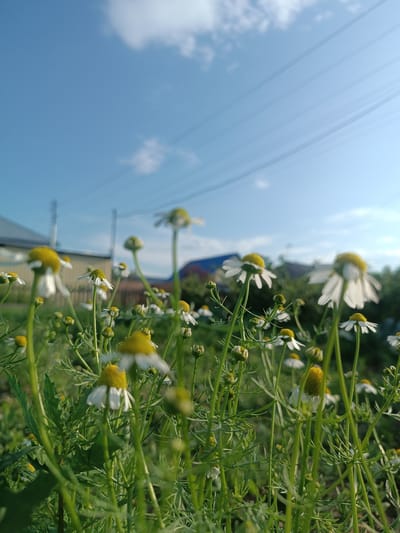 A low-angle, eye-level medium shot captures a field of white and yellow daisies with green foliage under a bright blue sky with wispy clouds. In the background, the tops of houses and power lines are visible. The scene is likely in the village of Alexandrovskoe, Russia, based on the style of the houses and the overall rural setting. The lighting suggests it is daytime, possibly late afternoon due to the warm tones in the sky and the soft shadows. There are no people or animals in the frame.