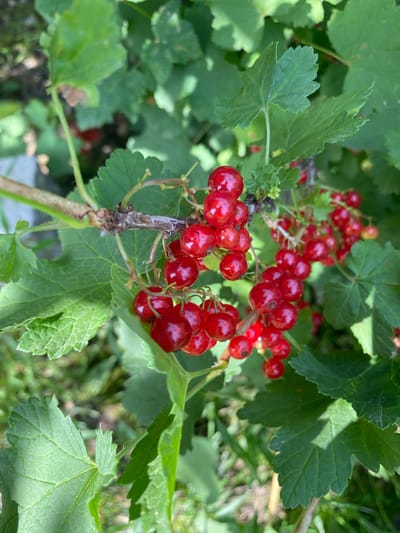 A close-up, high-angle shot shows ripe red currants on a bush, with green leaves and a brown branch in focus. The currants are small, round, and glossy red, clustered together on thin stems. Some leaves are in sharp focus, displaying their veining, while others are blurred in the background, creating a shallow depth of field. The overall scene is one of natural abundance in a garden or natural setting. The image does not contain any people or specific identifiable landmarks to determine its location within Kurskaya, Russia.