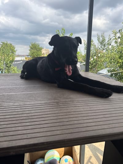 A black dog is lying on a wooden deck with its mouth open, as if yawning. The dog is facing forward and its tongue is visible. In the background, there are trees, a fence, and a cloudy sky. There are also string lights in the background. In the foreground, a box with colorful eggs is visible. The scene appears to be outdoors, possibly in a backyard or patio area. The location is Krtsanisi, Georgia.