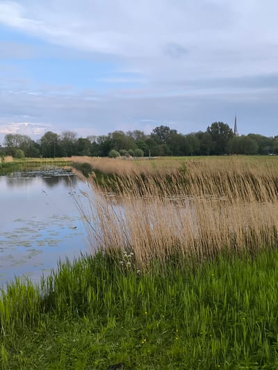 The photograph depicts a tranquil scene in Oudorp, Netherlands, featuring a narrow body of water, possibly a canal or ditch, bordered by dense vegetation. The foreground is dominated by lush green grass transitioning into tall, dry reeds that line the water's edge. Lily pads float on the water's surface, suggesting a still, undisturbed environment. In the background, a line of trees separates the water from an open field, with a church spire visible above the treeline, indicating the presence of a local religious structure. The sky is overcast with soft, diffused light, suggesting either early morning or late afternoon. No people or animals are visible in the frame, emphasizing the serene nature of the landscape.