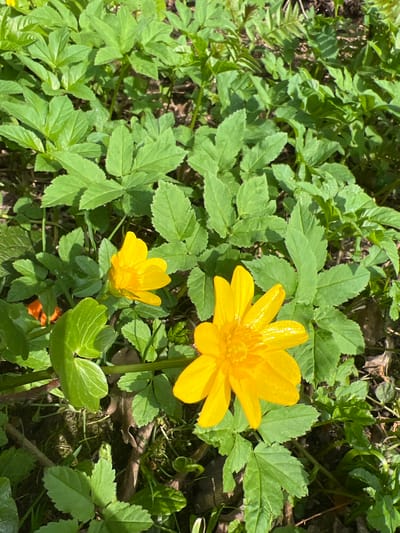 The image shows two bright yellow flowers surrounded by green foliage, likely in a natural setting. The flowers are in focus, with a larger bloom in the upper right and a smaller one lower left. The foliage consists of various types of green leaves, including some with distinctive lobed shapes. The scene appears to be outdoors, possibly in a garden or wooded area. Based on the provided location, the photo was taken in Ильинская Поляна Снт, Russia.
